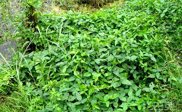 野料豆的功效与作用，做冒菜生意前先了解下餐饮美食